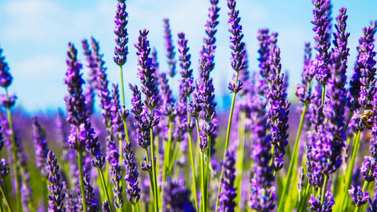 The benefits of Lavender